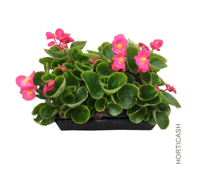 BEGONIA MASSIF BQ6