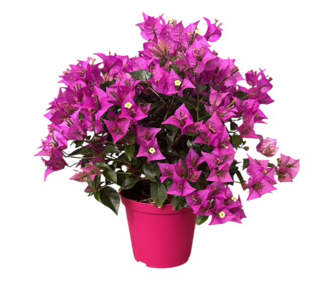 BOUGAINVILLIER VIOLET