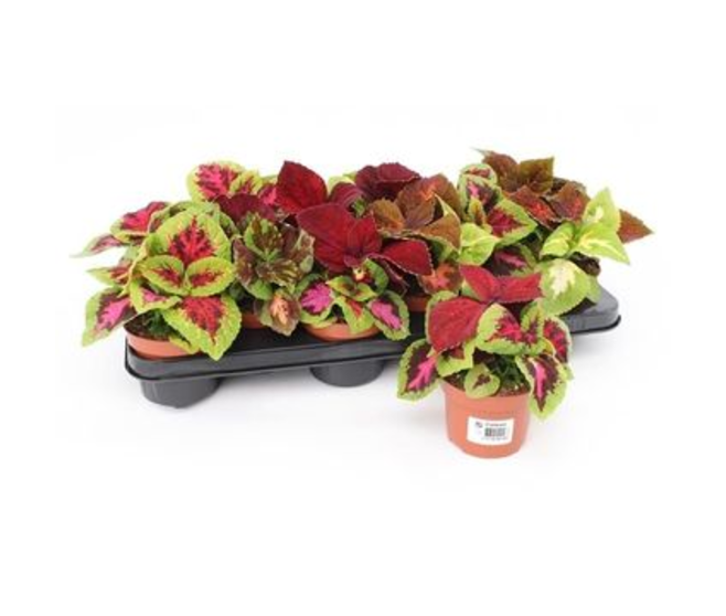 COLEUS
