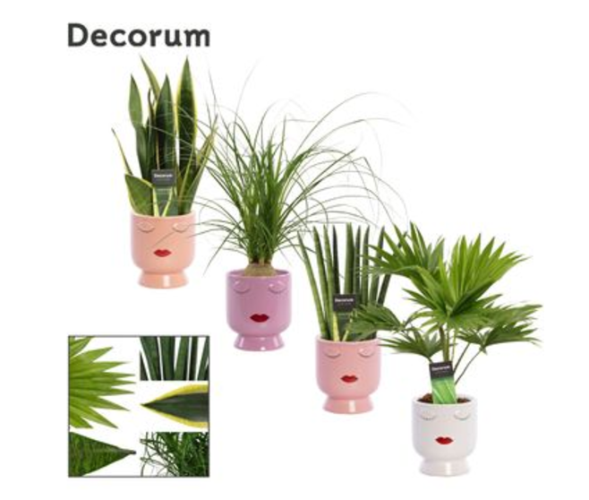 PLANTES VERTES CERAM