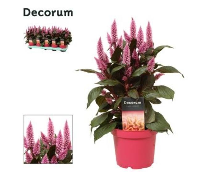 CELOSIE ARGENTEA