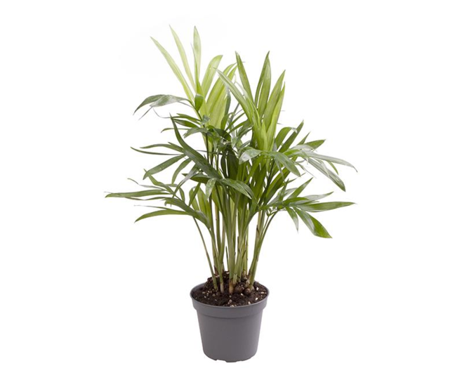 CHAMAEDOREA ELEGANS
