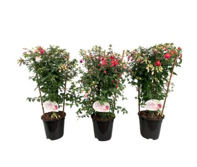 FUCHSIA PALISSE