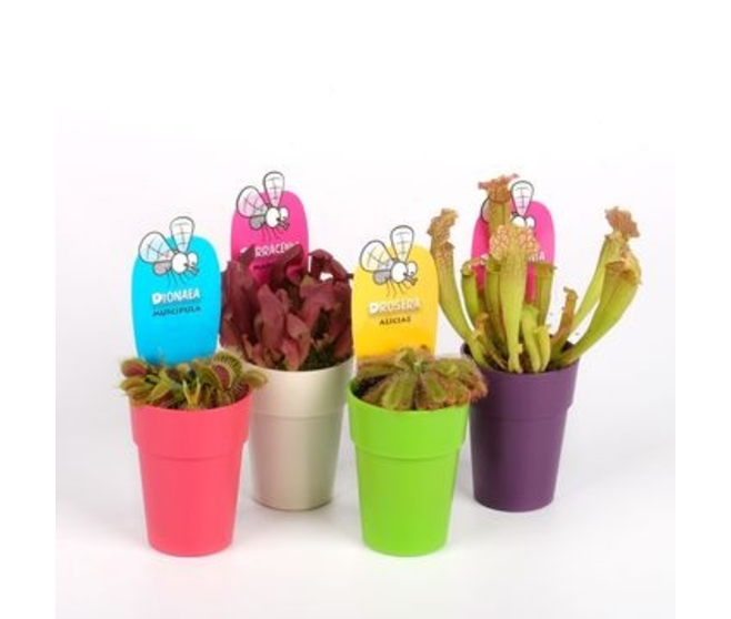 PLANTES CARNIVORES