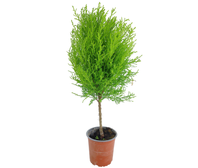 CUPRESSUS GOLD TIGE