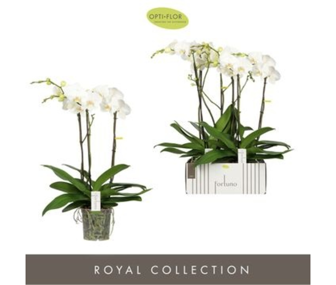 PHALAENOPSIS 3BR BLANC