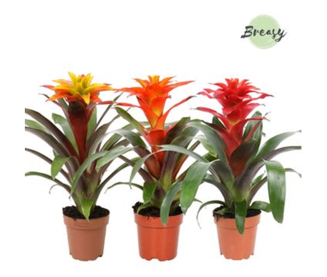 GUZMANIA VARIES