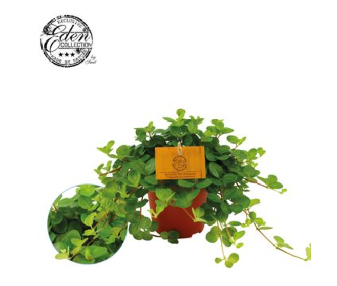 PEPEROMIA ROTUNDIFOLIA