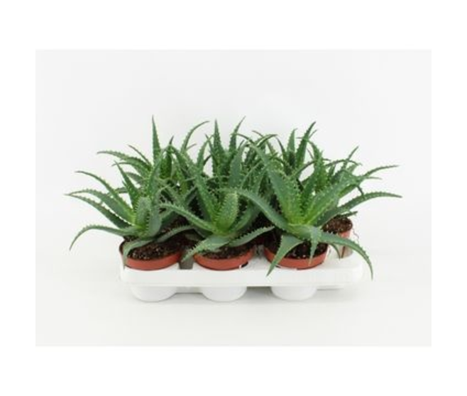 ALOE ARBORESCENS