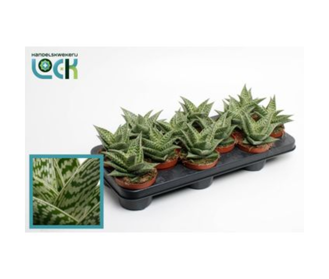 ALOE VARIEGATA