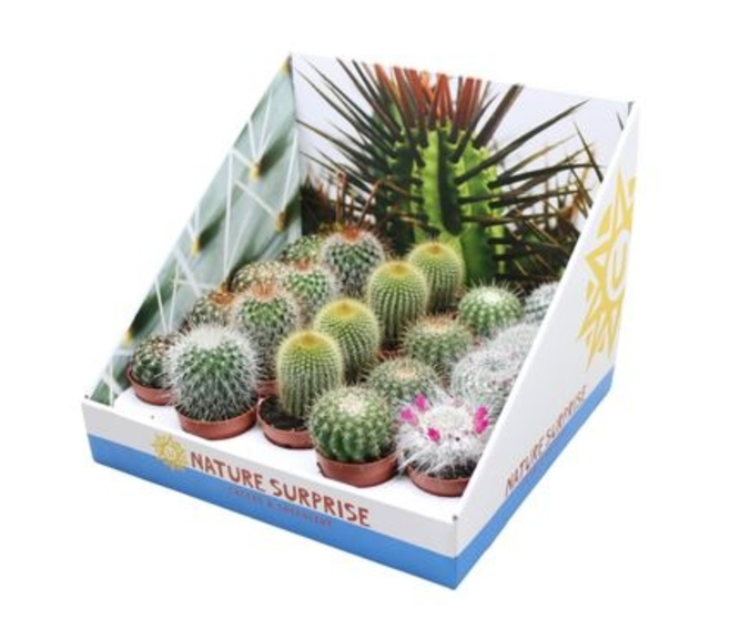 CACTUS BOULE