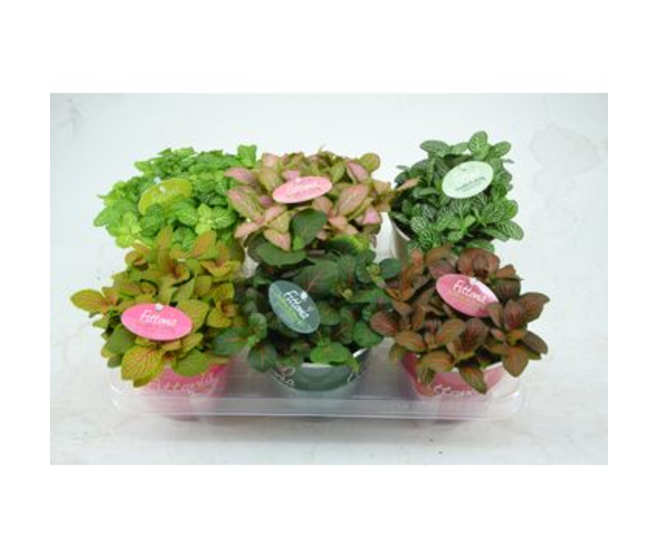 FITTONIA VARIES