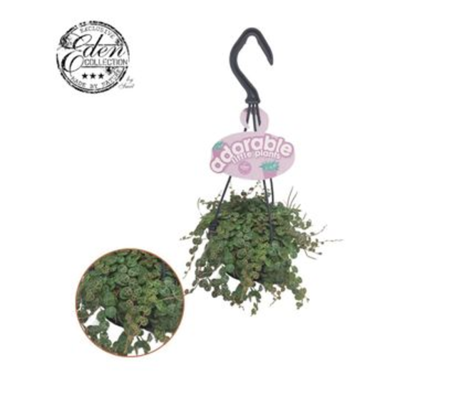 PEPEROMIA PROSTATA