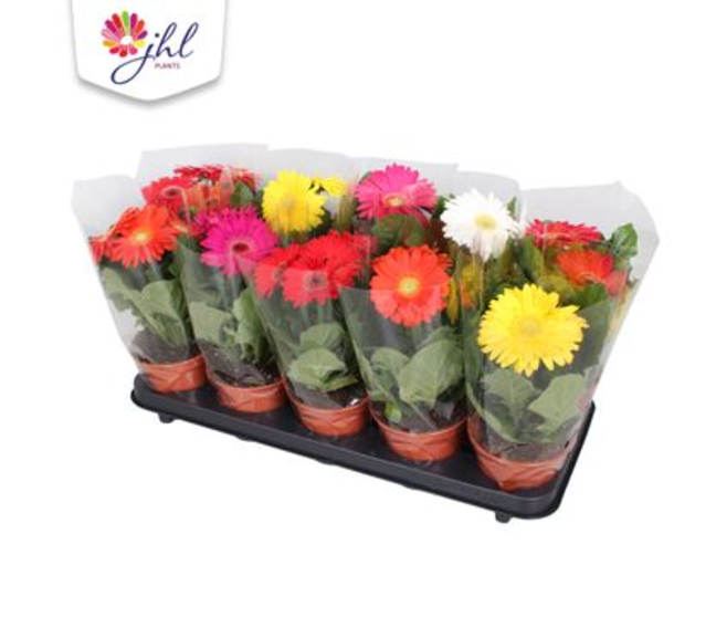 GERBERA VARIES