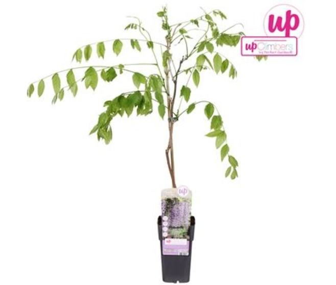 WISTERIA PYRAM