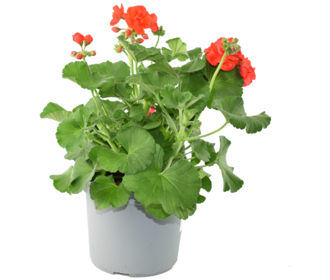 GERANIUM ZONAL P COLORE