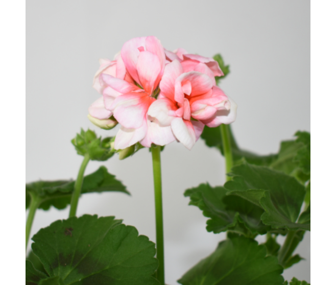 GERANIUM ZONAL P COLORE