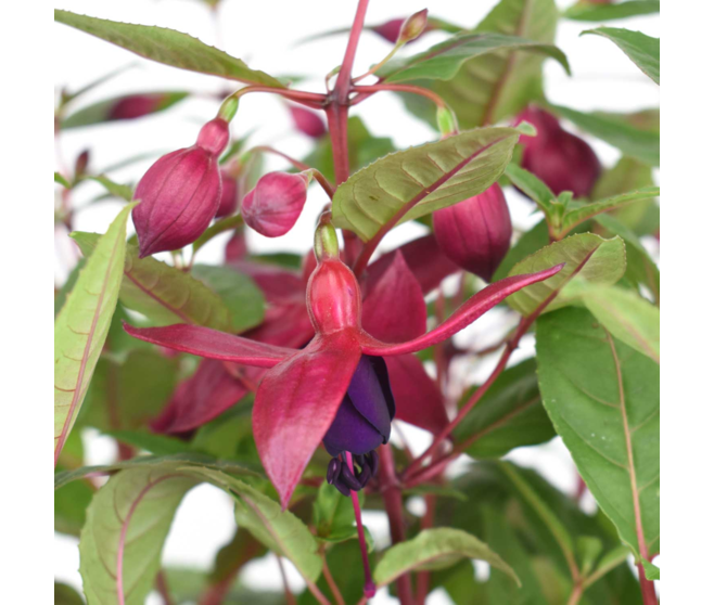 FUCHSIA P COLORE