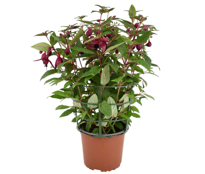 FUCHSIA P COLORE