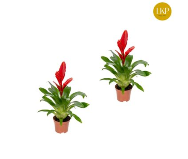 VRIESEA CHRISTIANE