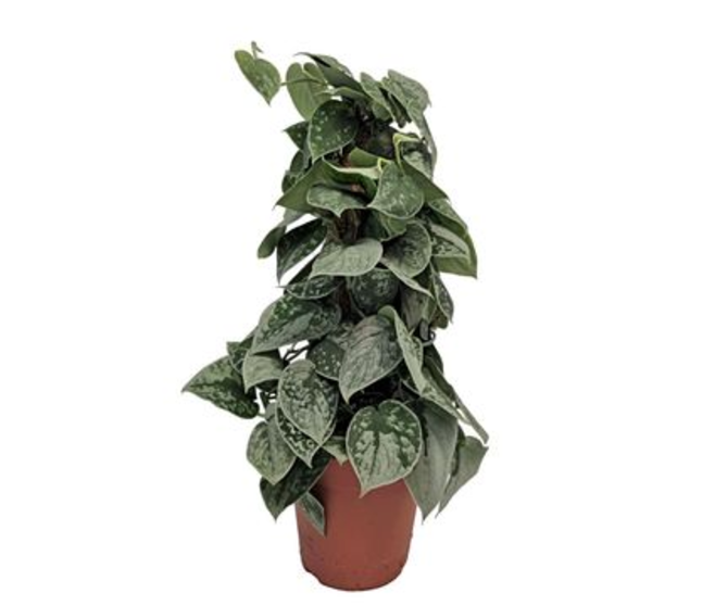 SCINDAPSUS TM