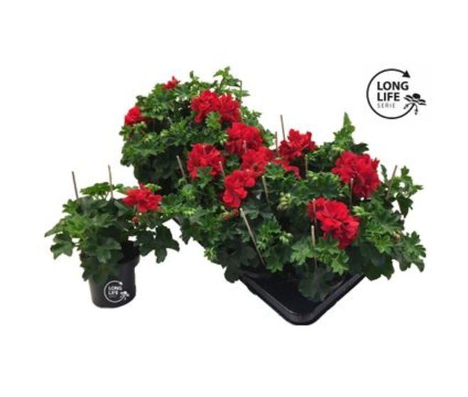 GERANIUM LIERRE DBLE ROUGE