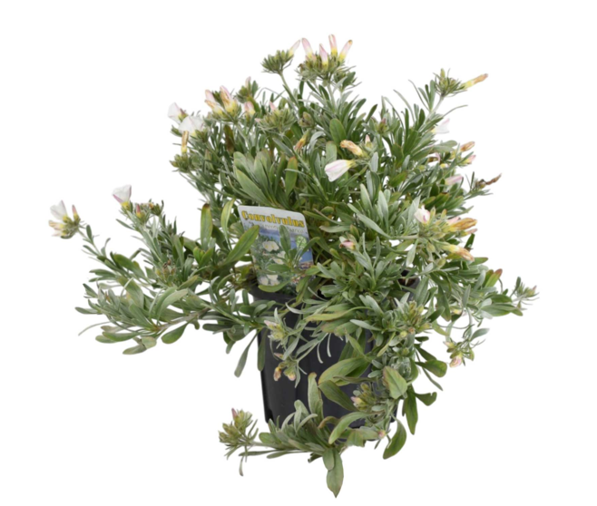 CONVOLVULUS