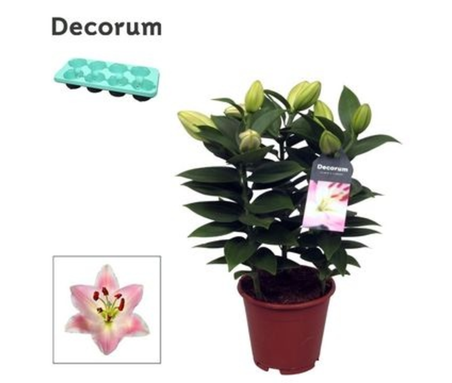 LILIUM ROSE 3PP