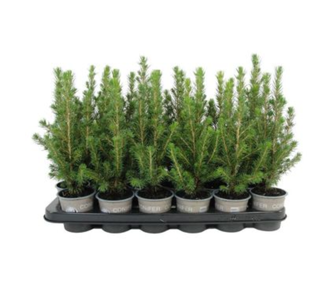 PICEA CONICA
