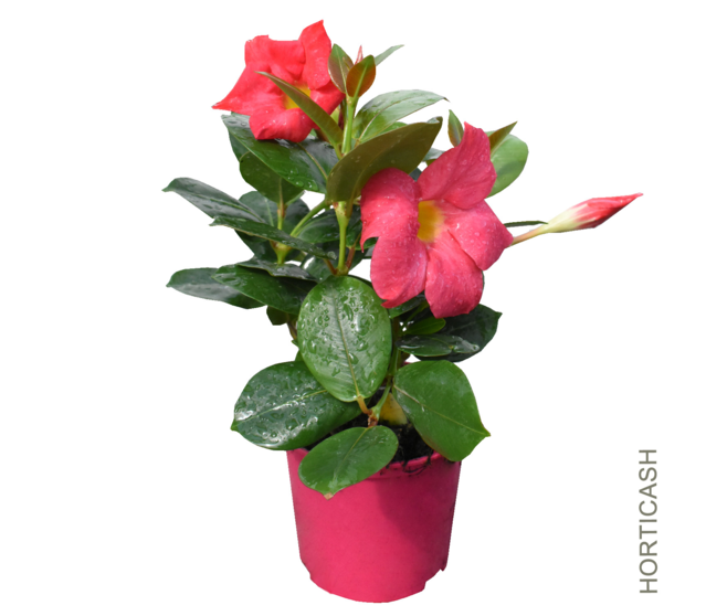 DIPLADENIA COLLECTION P COLORE