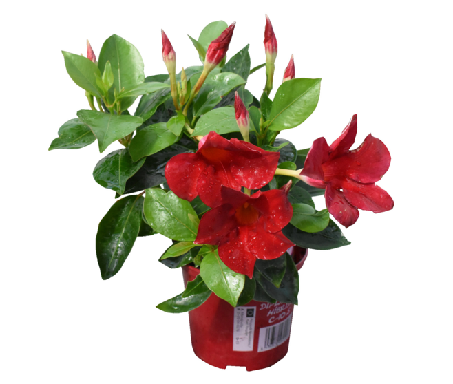 DIPLADENIA COLLECTION P COLORE