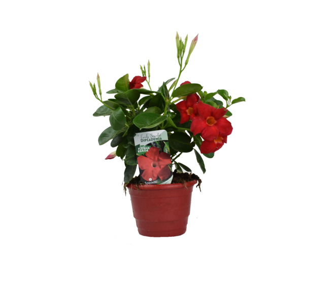 DIPLADENIA COLLECTION P COLORE