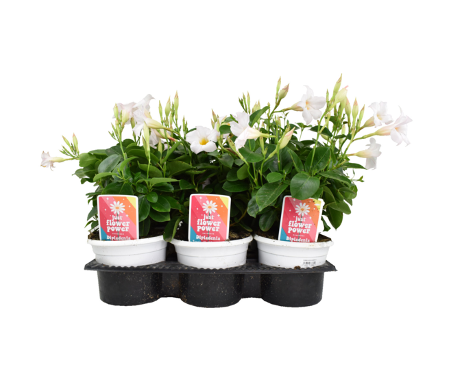 DIPLADENIA COLLECTION P COLORE