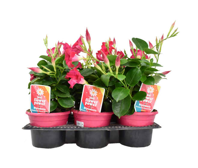 DIPLADENIA COLLECTION P COLORE