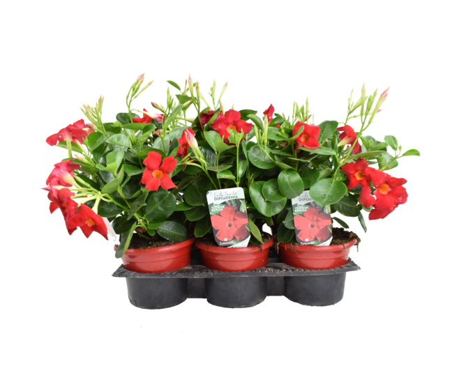 DIPLADENIA COLLECTION P COLORE