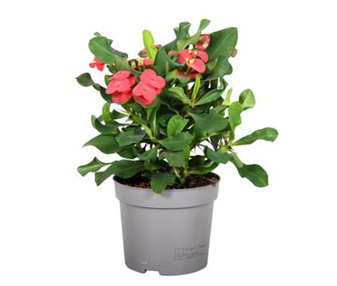 EUPHORBIA MILII VULCANUS ROUGE