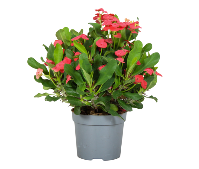 EUPHORBIA MILII VULCANUS ROUGE