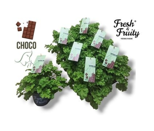 PELARGONIUM GRANDIFLORUM CHOCOLAT