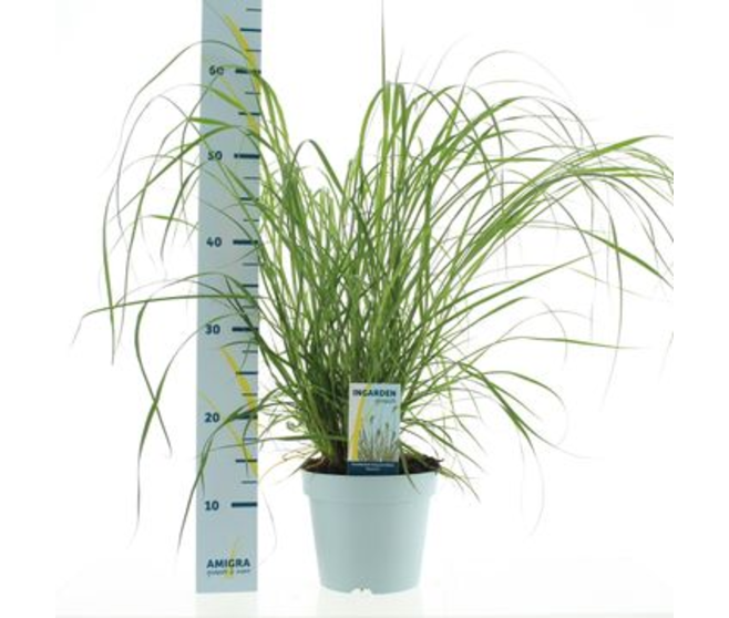 PENNISETUM HAMELEN