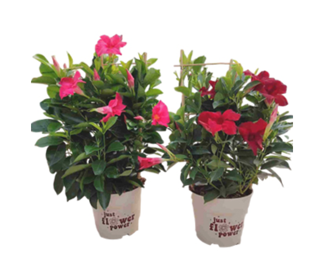DIPLADENIA COLLECTION PALISSE P COLORE