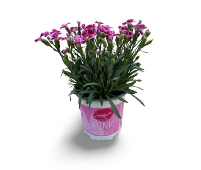 OEILLET PINK KISSES