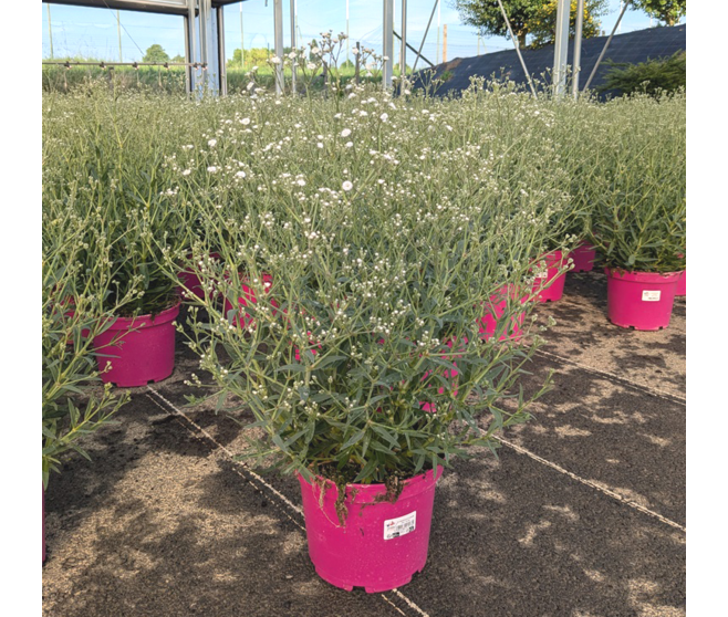 GYPSOPHILA