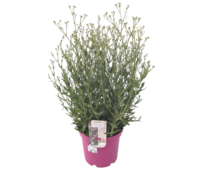 GYPSOPHILA