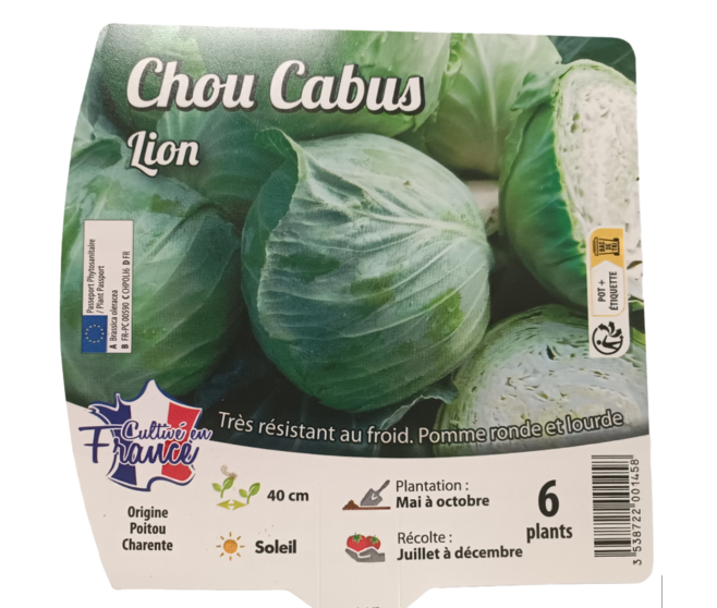 CHOU POMME LION BQ6