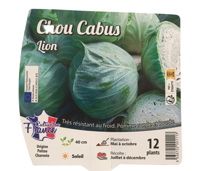 CHOU POMME LION BQ12