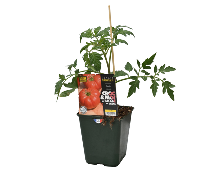 TOMATE SUPERSTEAK