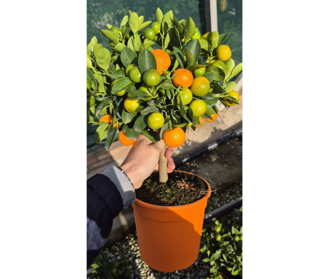 CALAMONDIN 1/2TIGE
