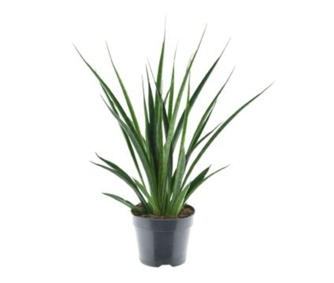SANSEVIERIA KIRKII