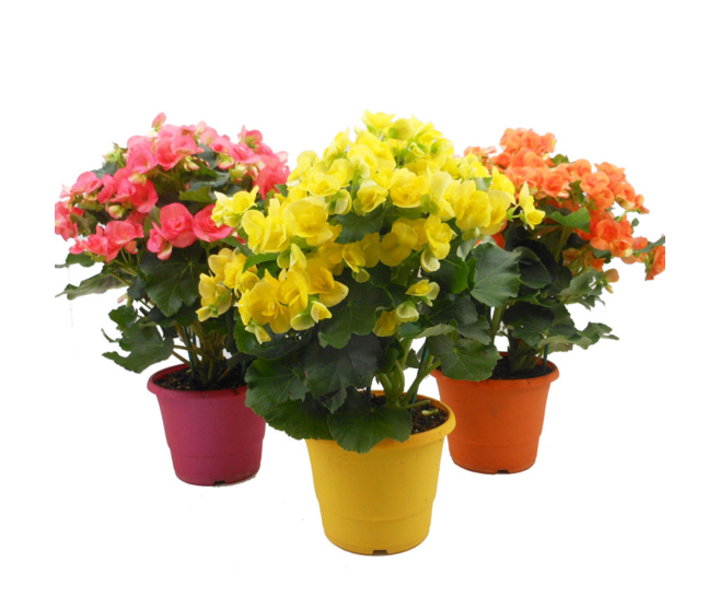 BEGONIA RIEGGER