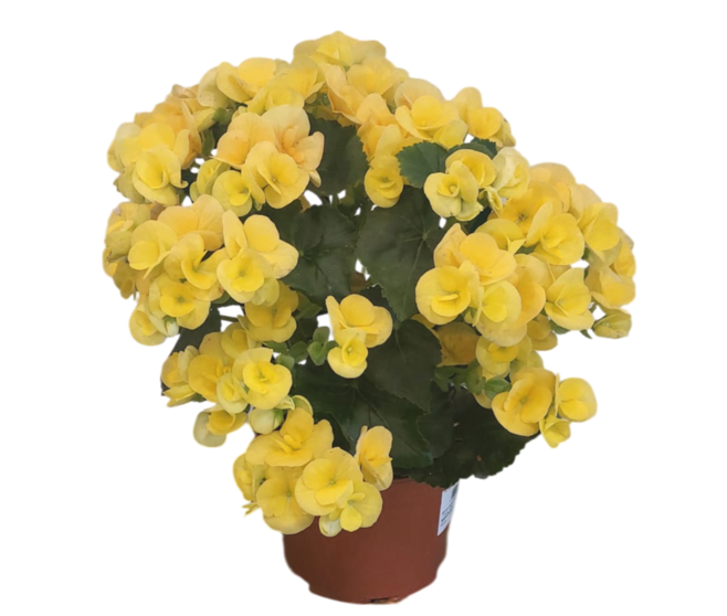 BEGONIA RIEGGER